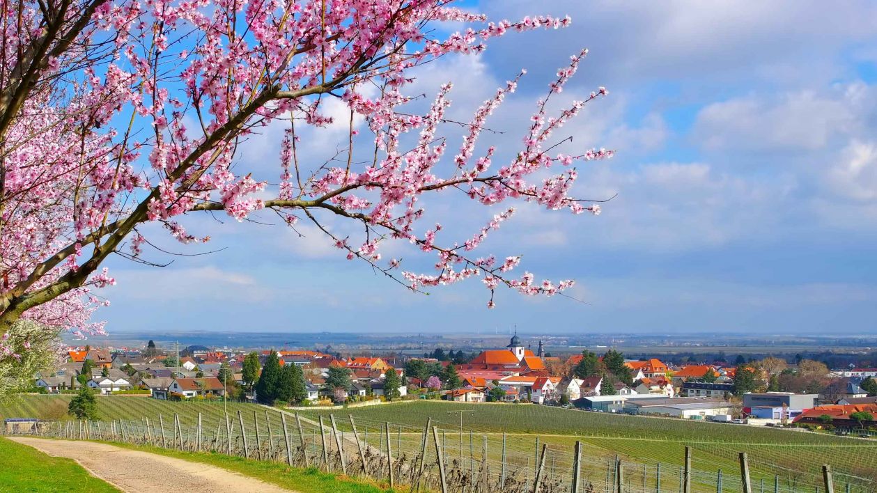 Ferienwohnung Wachenheim, Pfalz - Ausstattung, Lage